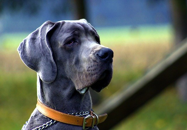 greatdane01